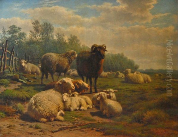Schapen in weide - view 1