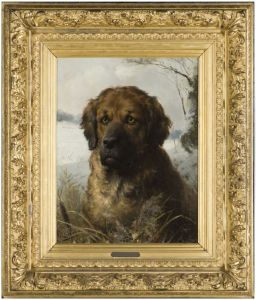 Grote Sint Bernard hond
