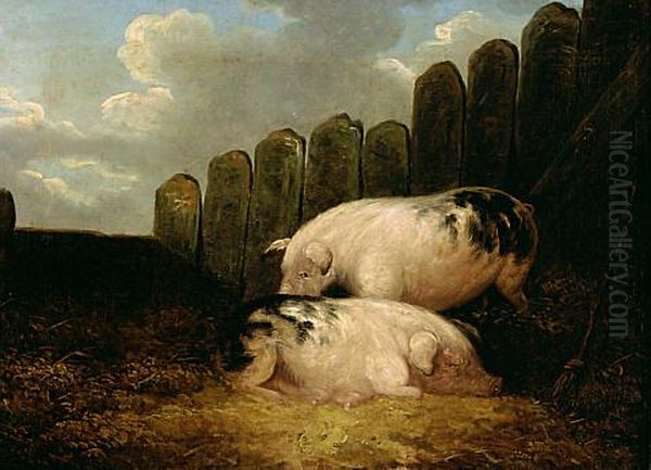 Pigs - view 1