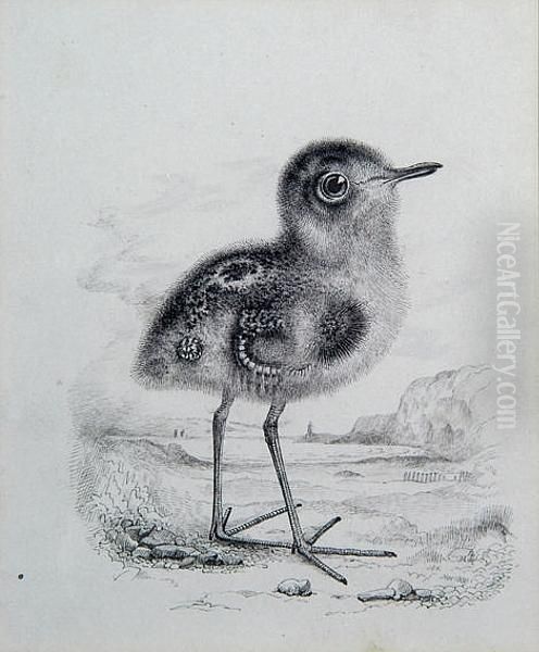 Chick - view 1