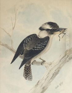 Kookaburra With A Frog by Neville, Will. Cayley Jnr.