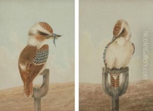 Pair Of Kookaburras by Neville, Will. Cayley Jnr.