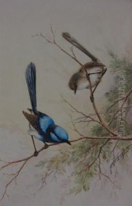 Two Wrens by Neville, Will. Cayley Jnr.