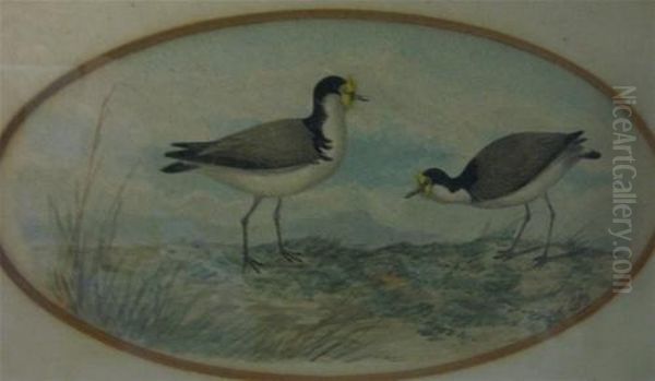 Two Birds - view 1
