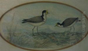 Two Birds by Neville, Will. Cayley Jnr.