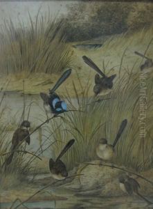 Wrens By Water Hole by Neville, Will. Cayley Jnr.