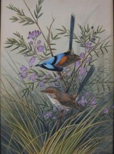 Pair Of Wrens by Neville, Will. Cayley Jnr.