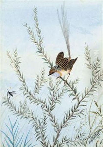 Common Emu Wren - view 1
