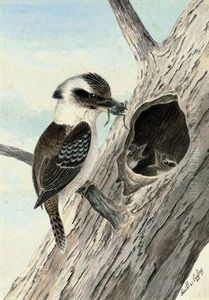 A Kookaburra Feeding A Frog To Its Young by Neville Henry Peniston Cayley