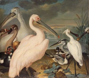 Pelikane und andere Vogel