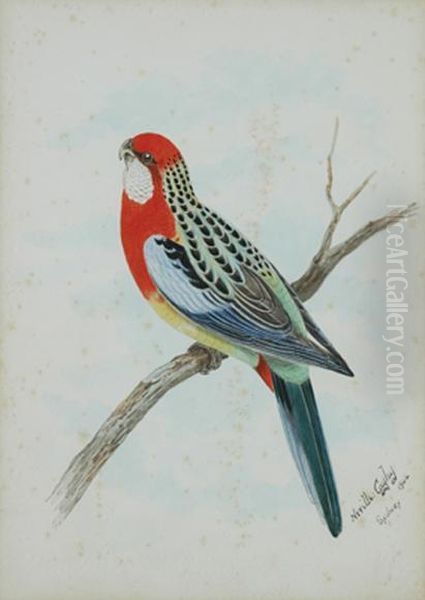 Rosella On A Branch - view 1