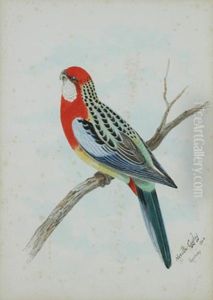 Rosella On A Branch by Neville Henry Peniston Cayley
