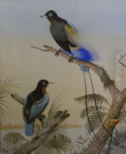 Untitled by Neville Henry Peniston Cayley