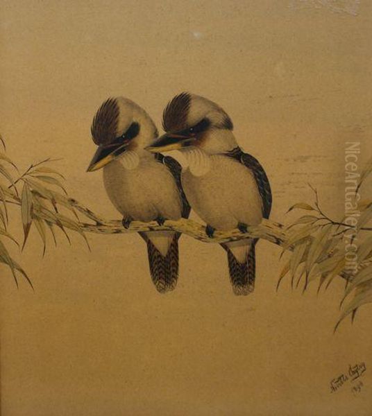 Kookaburras - view 1