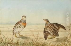 Shot Duck by Neville Henry Peniston Cayley
