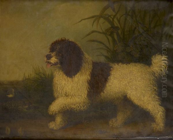 A Spaniel - view 1