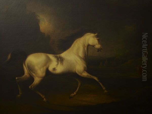 The Malcolm Arabian - view 1
