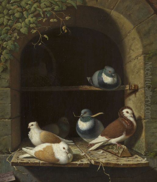 Pigeons - view 1