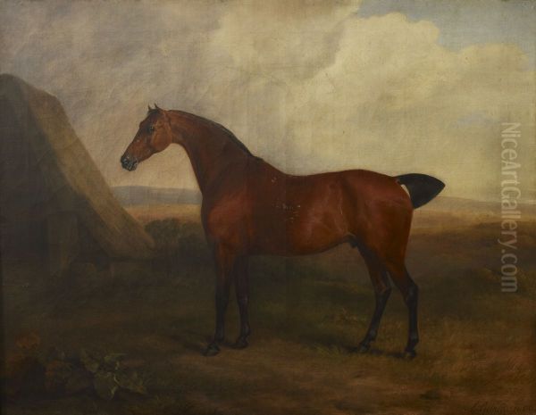 A Bay Gelding - view 1