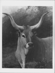 A Spanish Ox