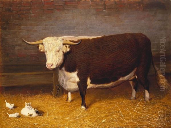 A Hereford Bullock - view 1
