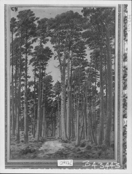 The Ballochbuie Forest - view 1