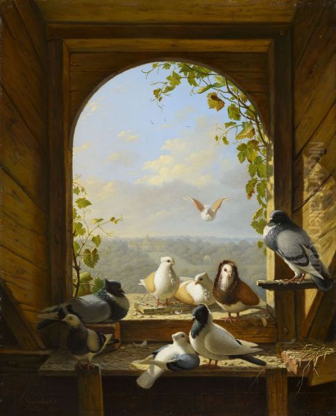 Pigeons - view 1
