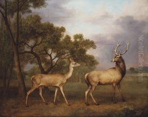 A Red Deer Buck and a Doe by George Stubbs