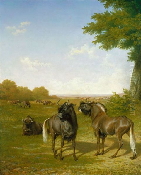 White-tailed gnus - view 1