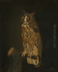 A Long-Eared Owl A Long-Eared Owl