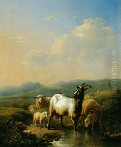 Goats and Sheep - view 1