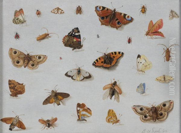 Butterflies and Insects - view 1