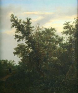 View of a Forest