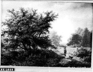 Heide met eikebomen en reiziger Heide met eikebomen en reiziger