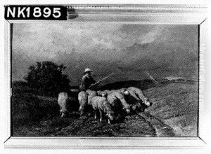 Herder met schapen