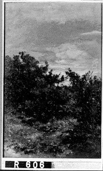 Struikgewas - view 1