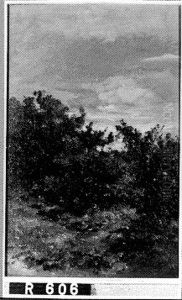 Struikgewas by Johannes-Hubertus-Leonardus de Haas