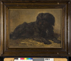 A Long-haired Dog A Long-haired Dog