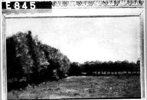 Een weide met bomen