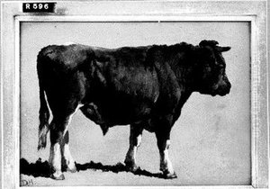 Black bull by Johannes-Hubertus-Leonardus de Haas