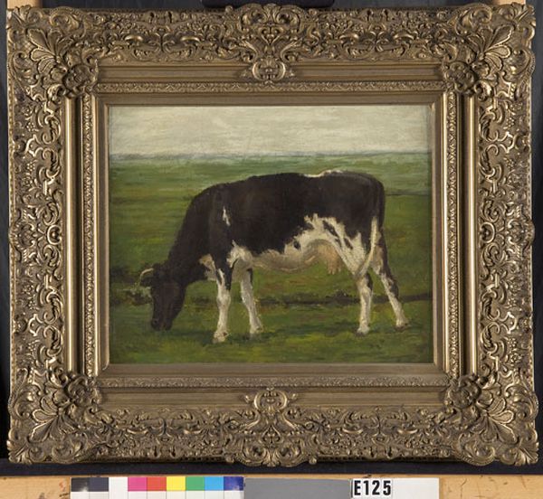 Heifer - view 1