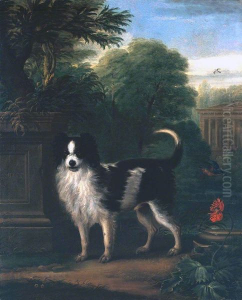 Muff, a Black and White Dog - view 1