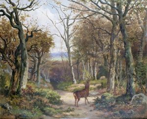 Cerf Dans Le Sous-bois