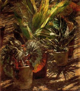 Begonias. Begonias.