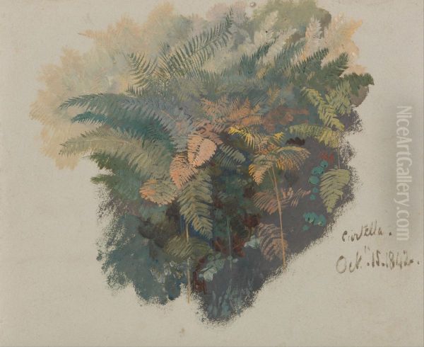 A Study of Ferns, Civitella - view 1