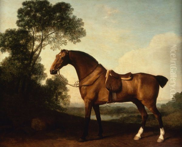 A Saddled Bay Hunter - view 1