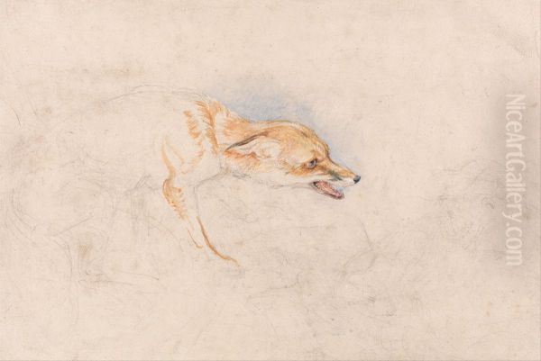 Study of a Crouching Fox, Facing Right - view 1