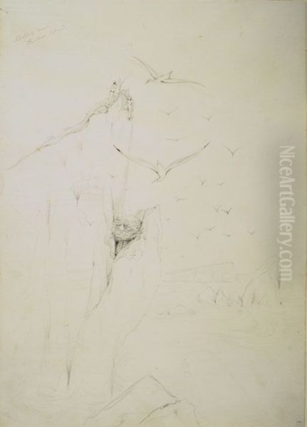 Albatross Nest, Chatham Island - view 1