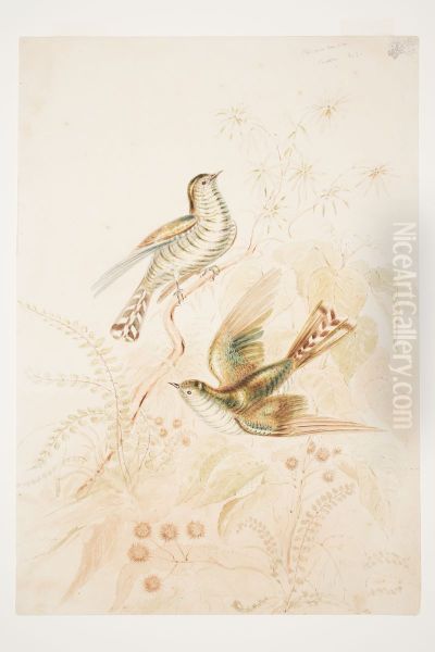 Pipi wau rau roa (Pipiwharauroa) Cuckoo N.Z. - view 1