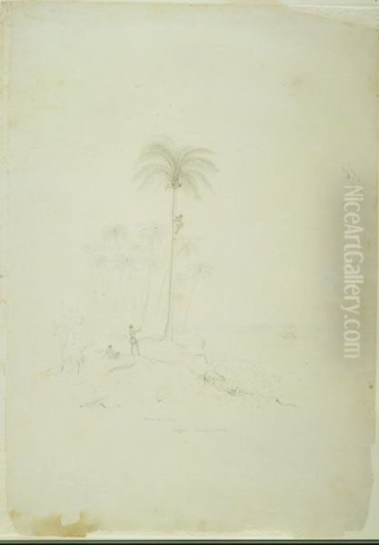 Cocoa Nut Trees. Nuigone, Loyalty Islands - view 1